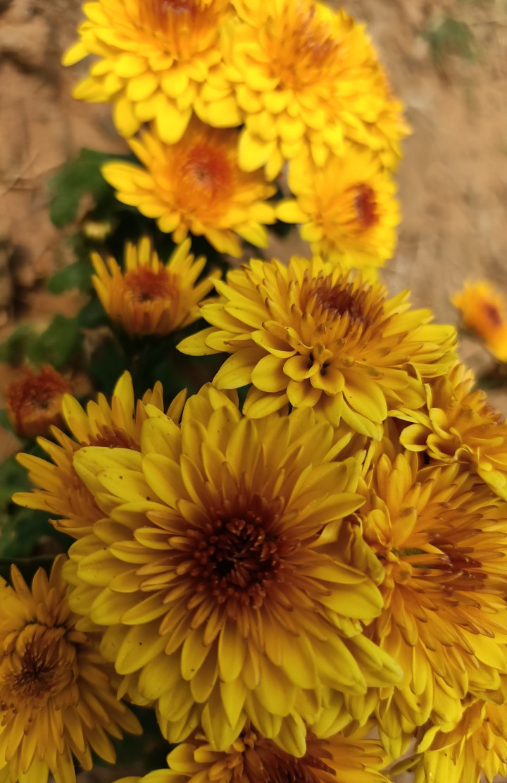 chrysanthemum