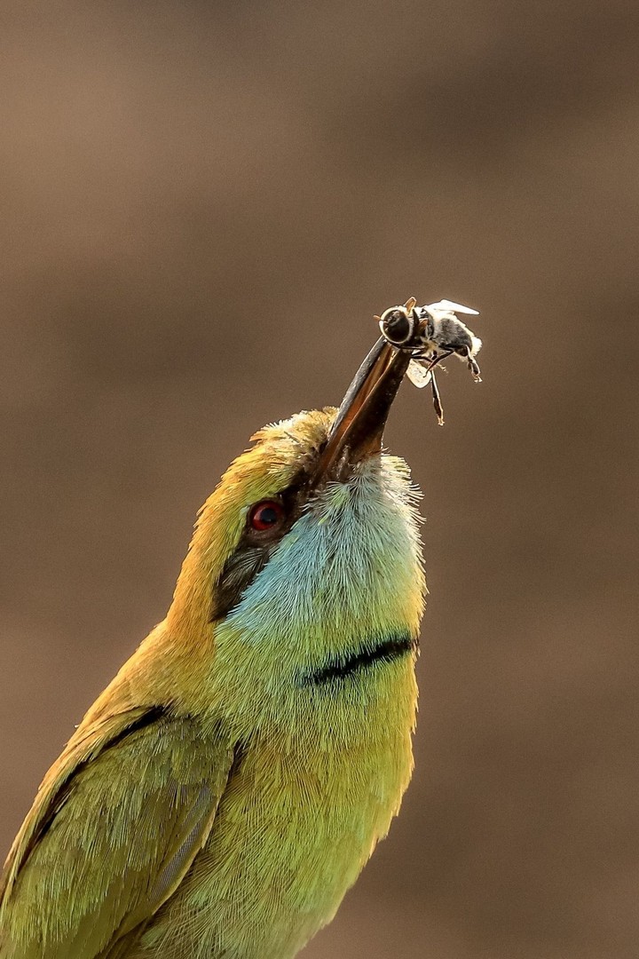 Bird eating