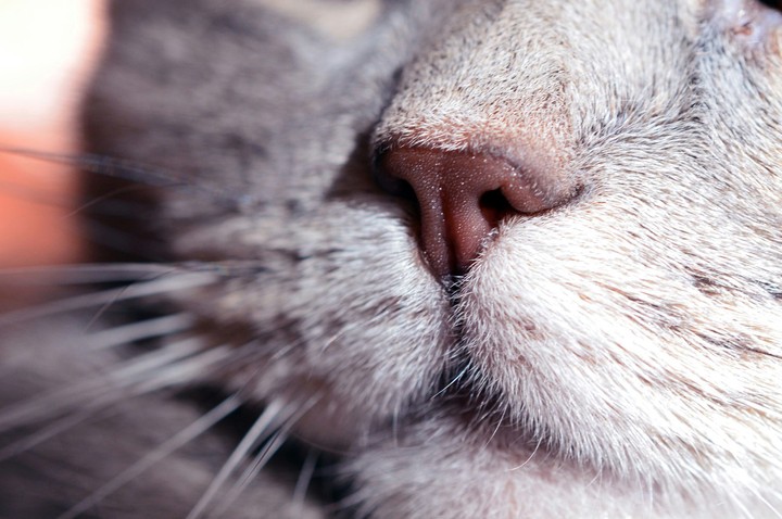 The cat