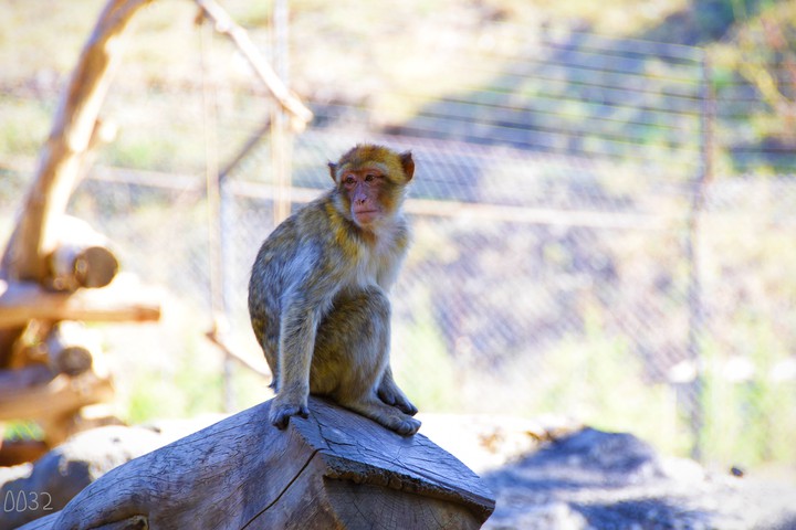 monkey