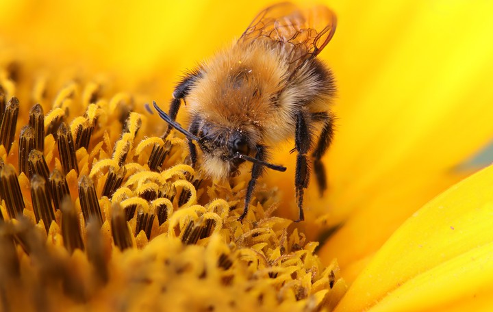 Bee
