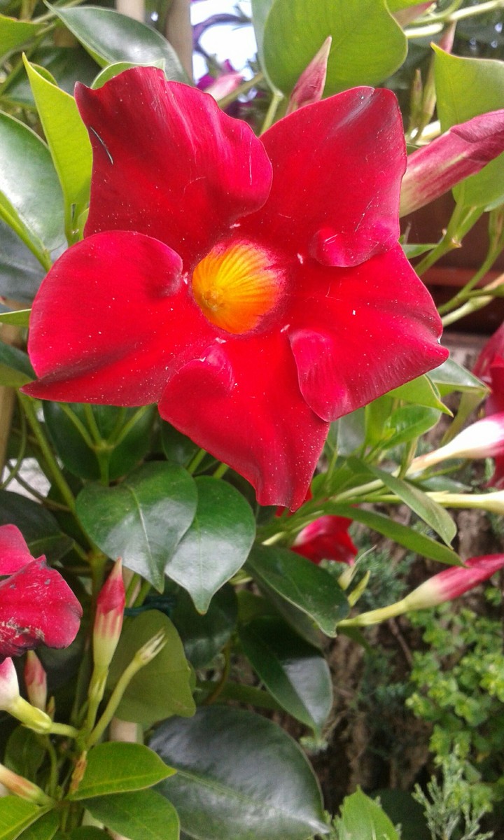 Red&Yellow
