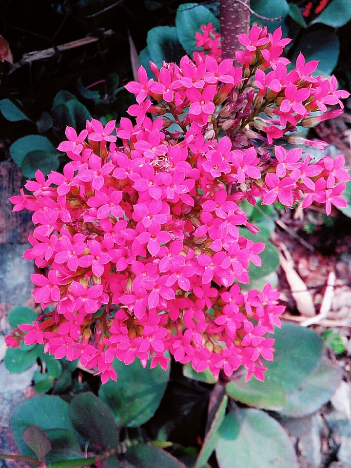 flower