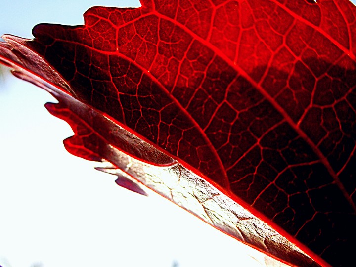 red leaves