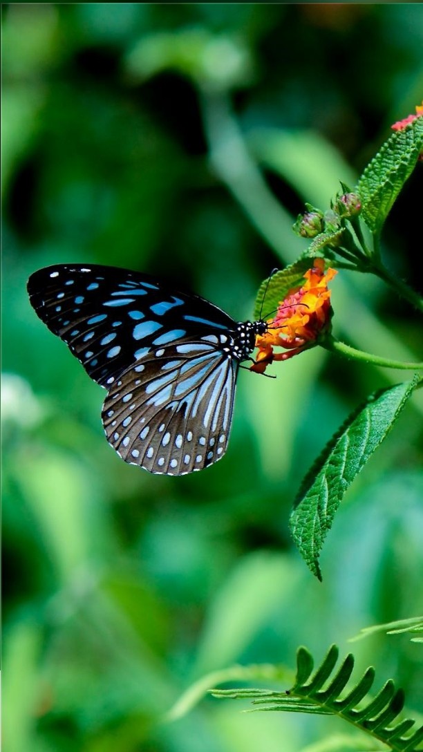 butterfly
