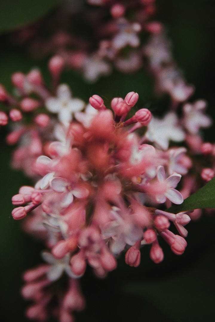 softness
