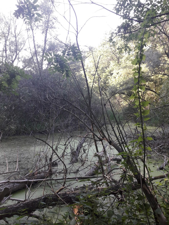 stillness