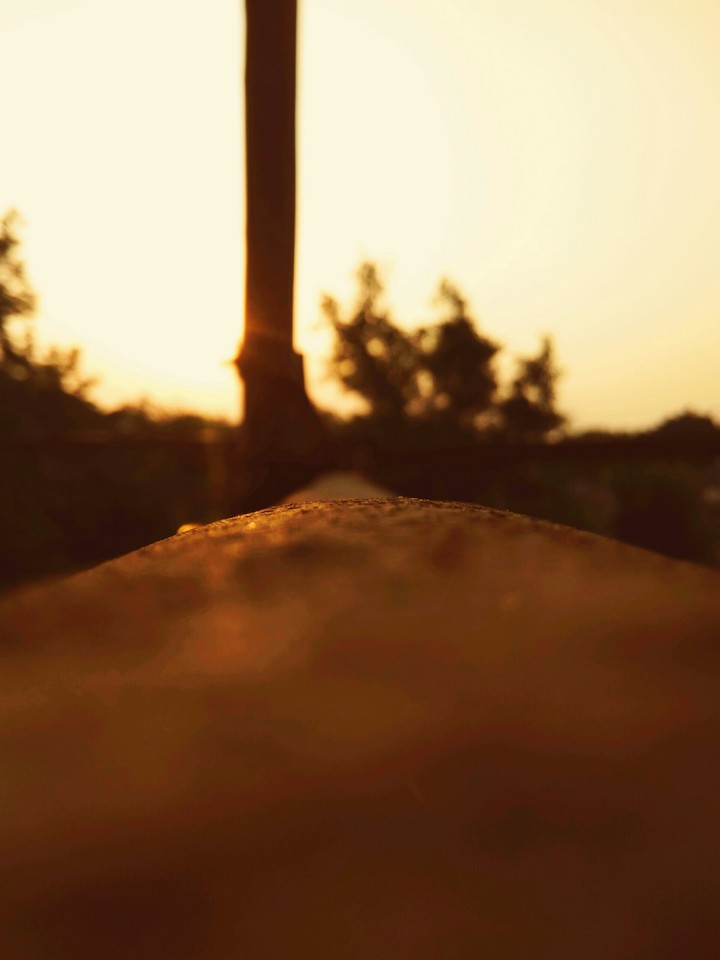 sunset behind tress