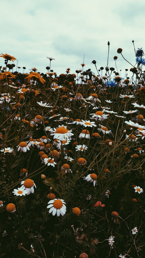 Earth laughs in Flowers