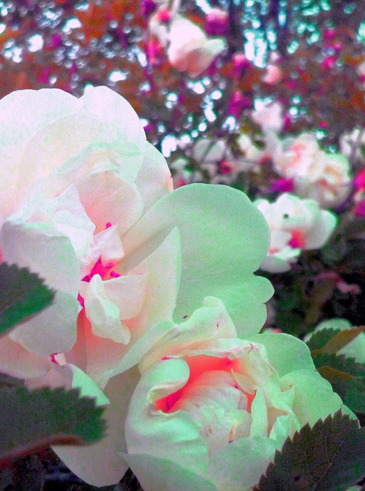 Beautiful rose after rain 