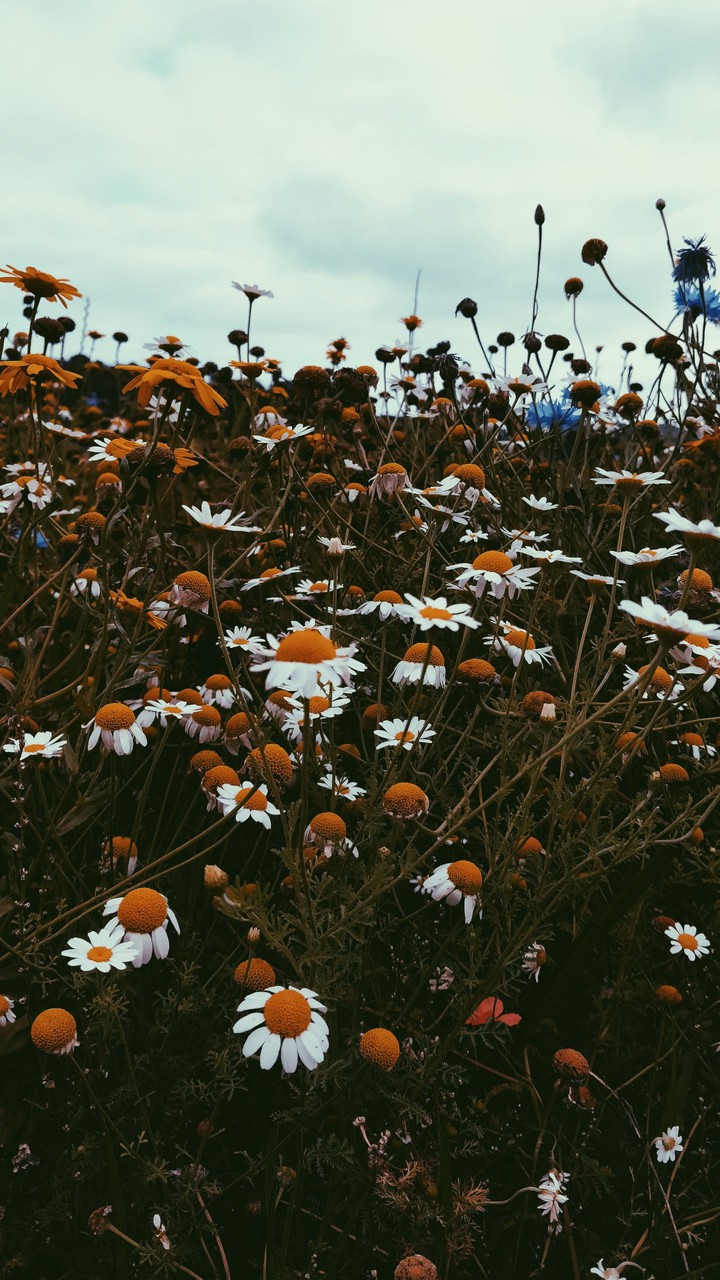 Earth laughs in Flowers
