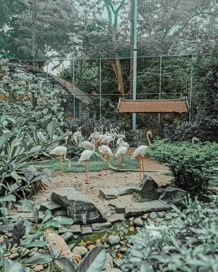 Flamingo
