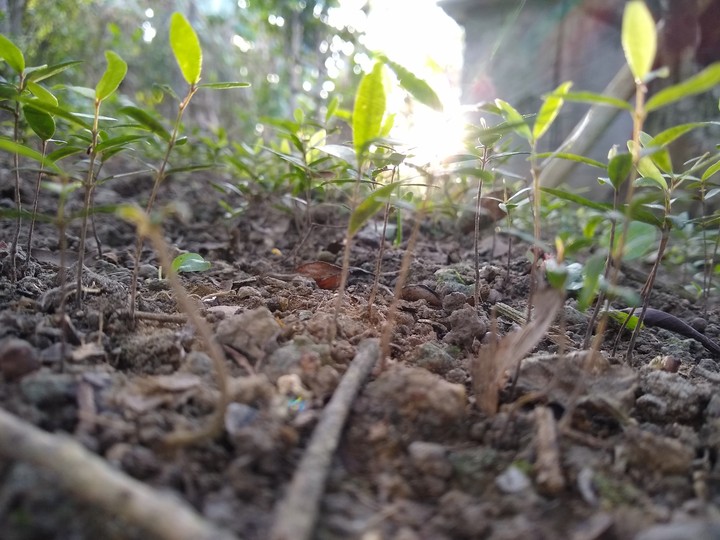 plants