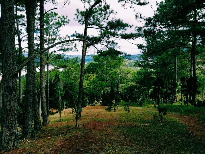 The Forest