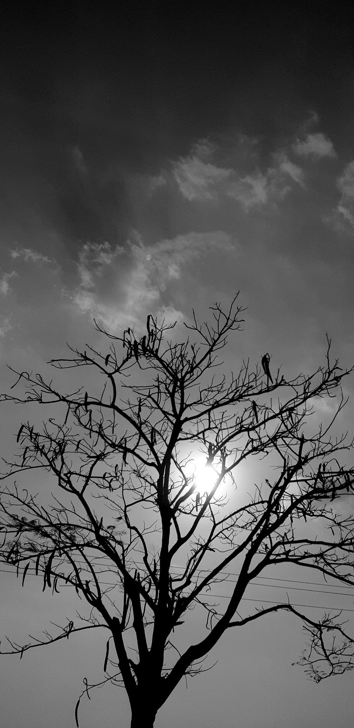 black tree