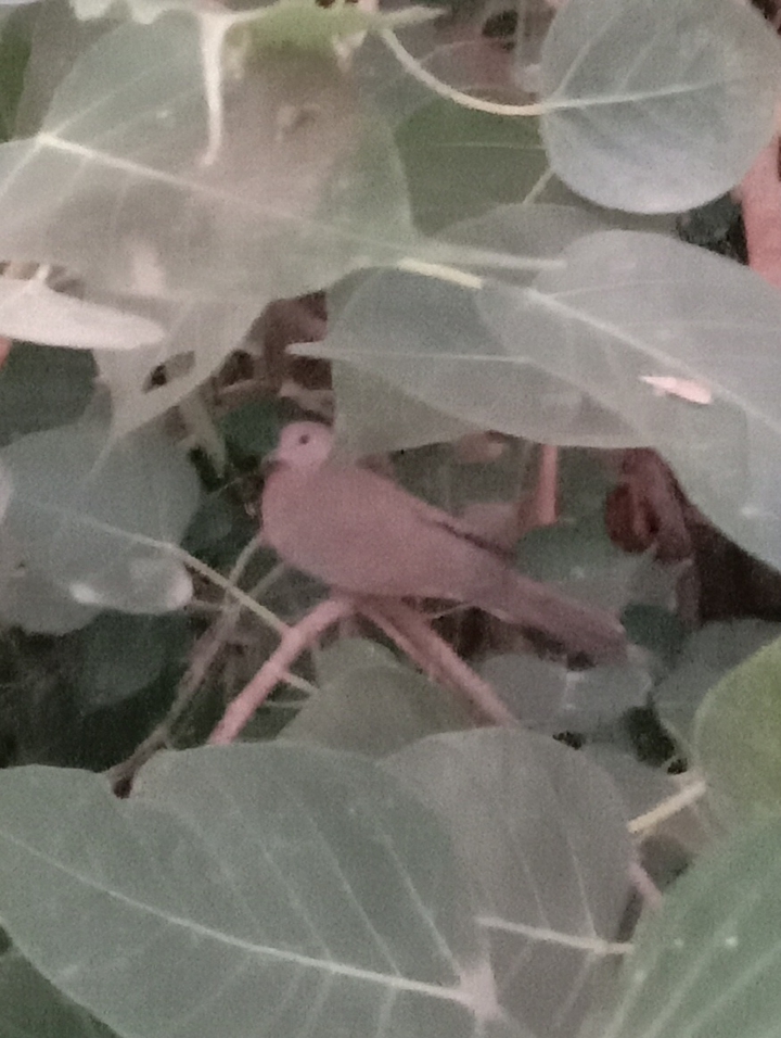Holi Bird