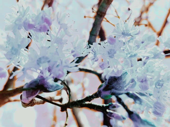 delicate petals