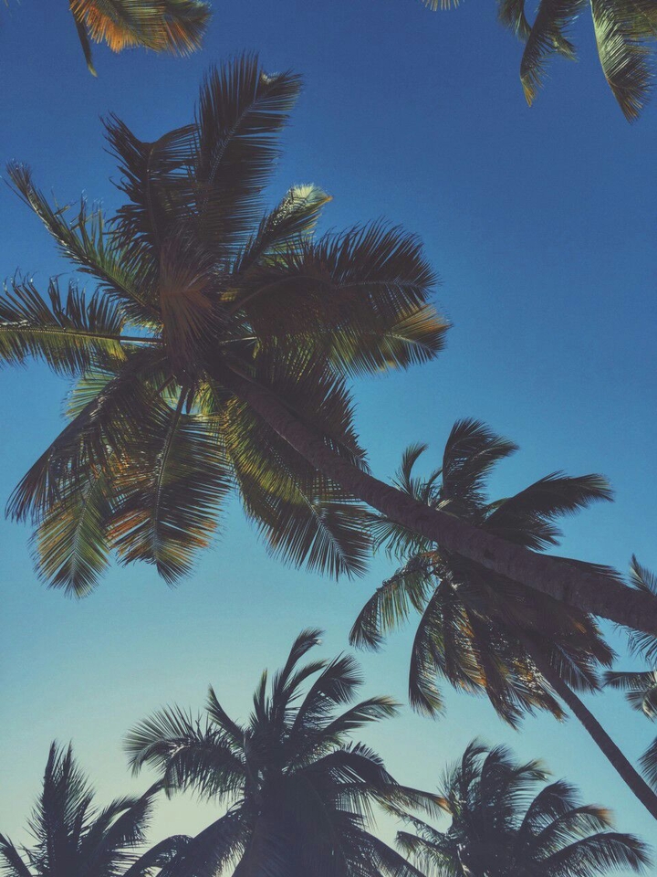 palm