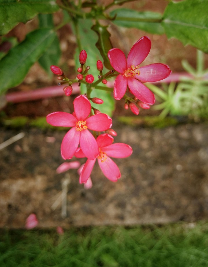 Pink Flowers