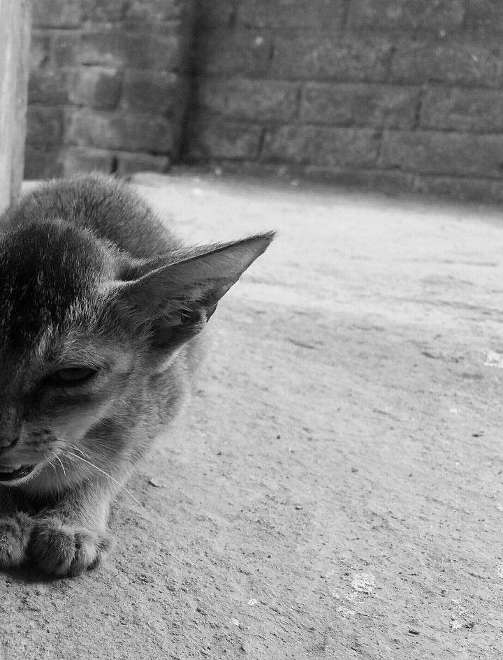 Mystic meow.