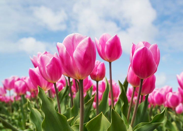 tulips