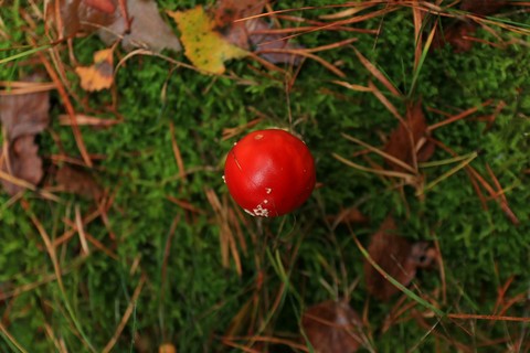Mashroom