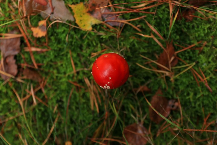 Mashroom
