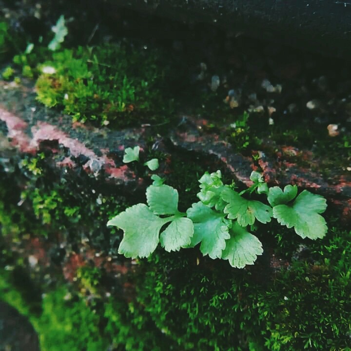 Hidden grass