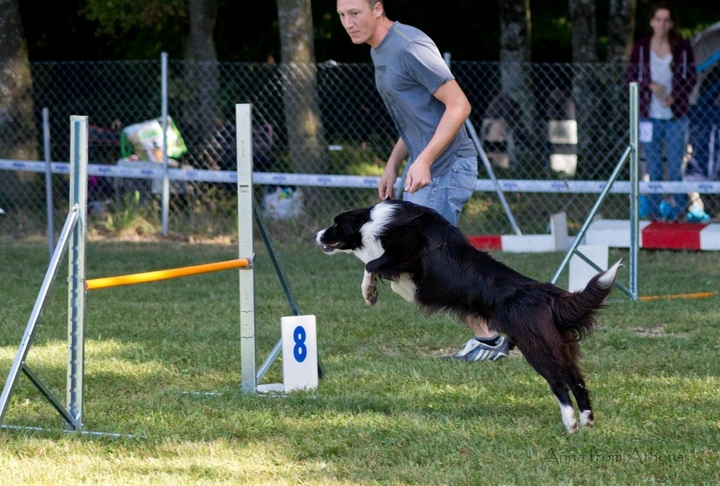 The Border Collie Because There Is No Better Dog