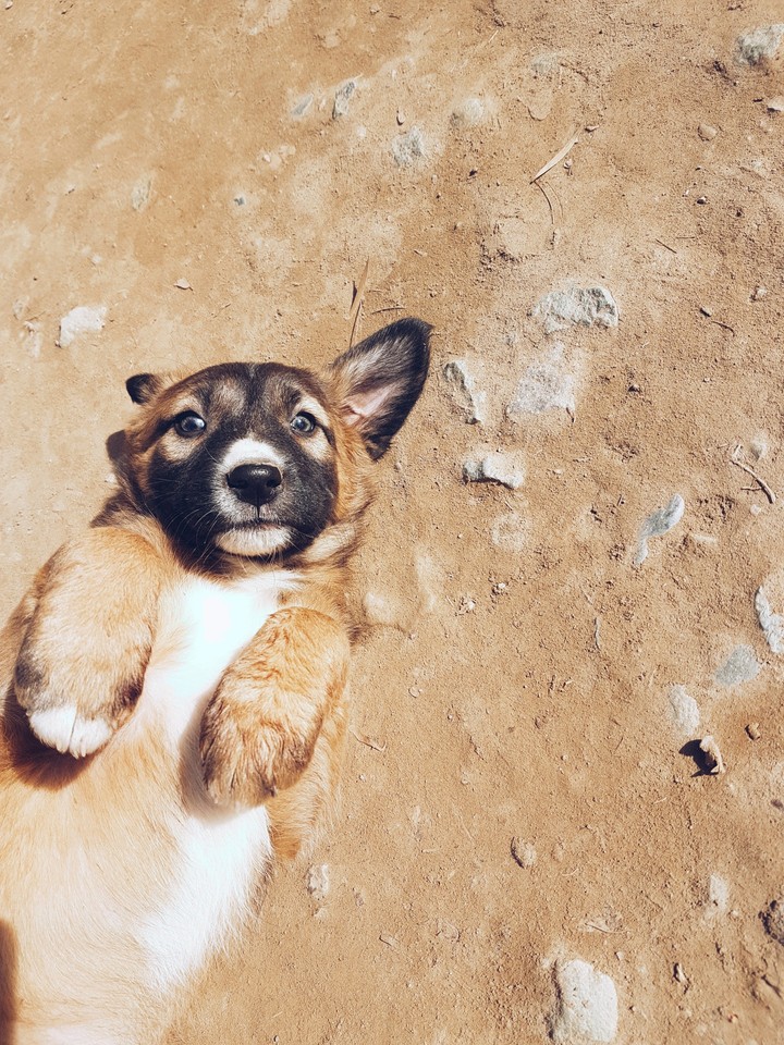 puppy
