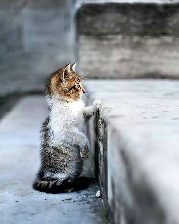 Little kitty