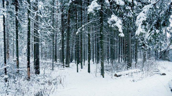 Dark Forest