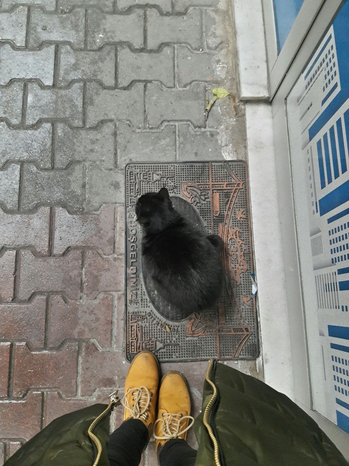 Big Cat
