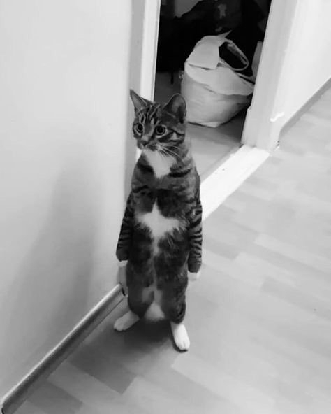 funny cat