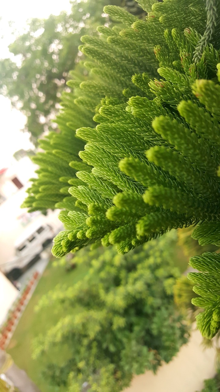 nature