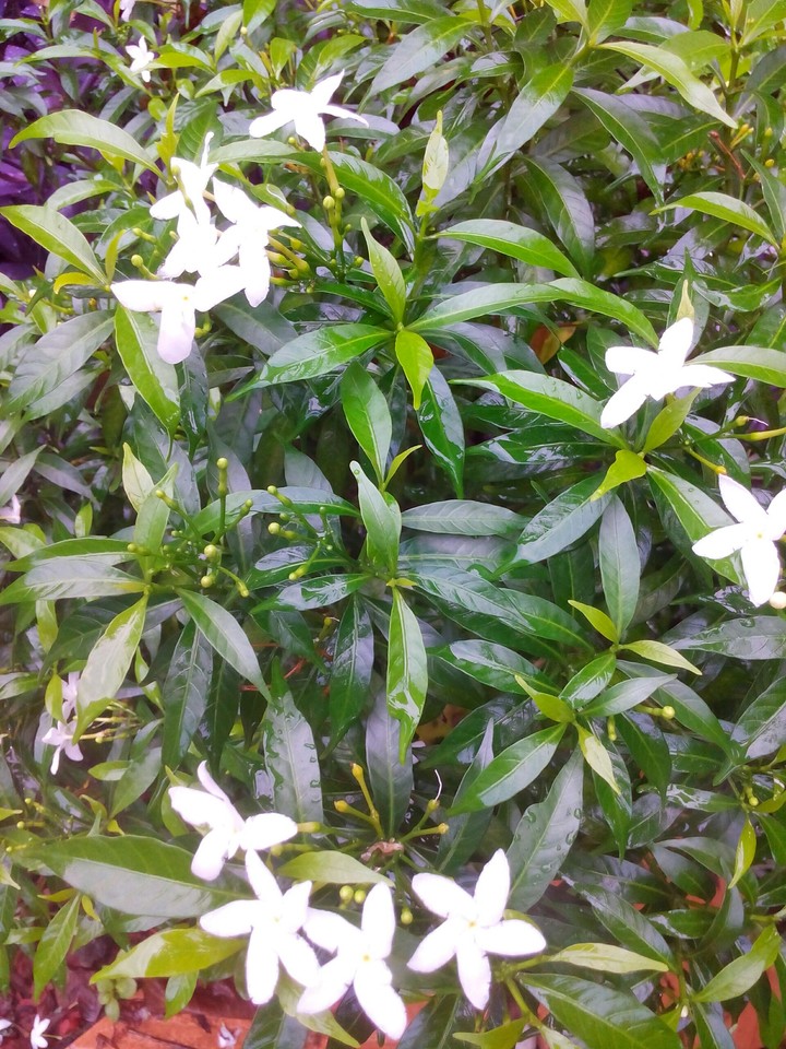 Freshness