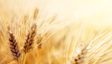 ταπετσαρίες rye, triticale