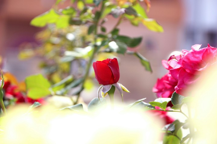 Red rose