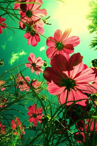 Cosmos