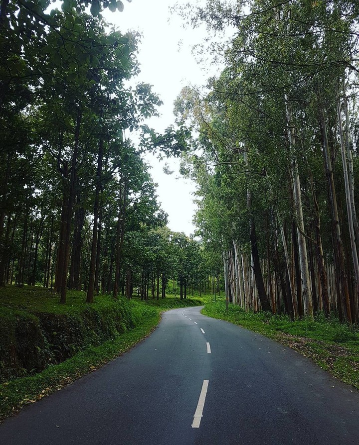 way through greenery