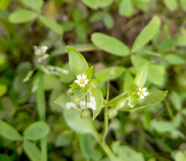 tiny flower...
