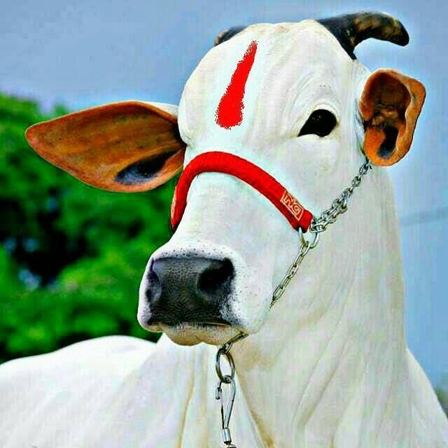goo mata