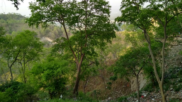 green nature