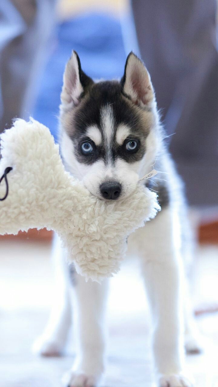 husky