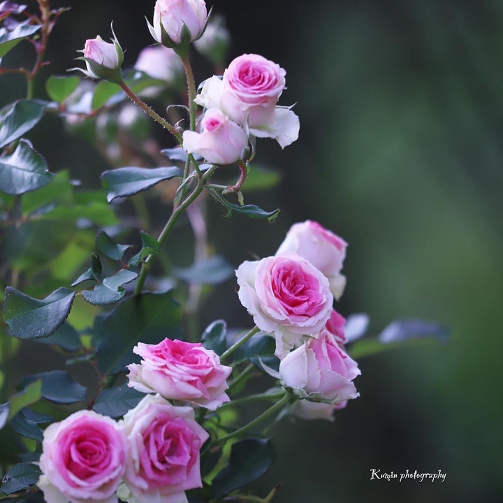 roses