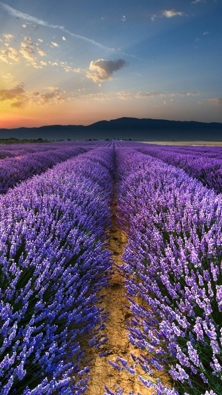 colorful field