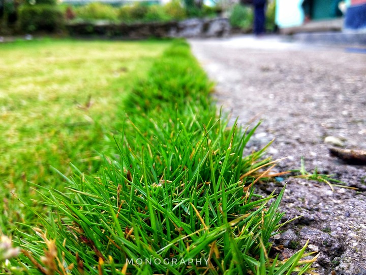 Grass in the road
