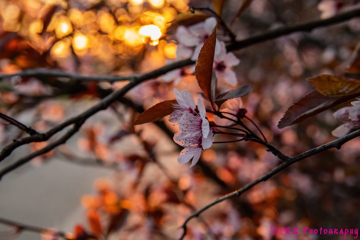 fleurs
