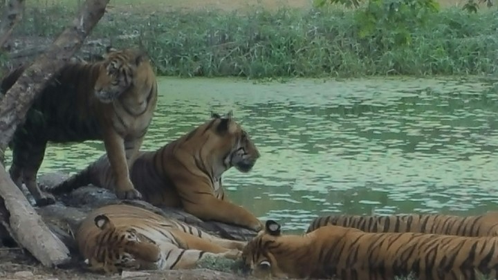 tigar bangals