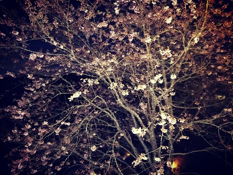 櫻花Sakura